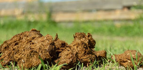 Detailní záběr hromada čerstvého koňského hnoje na dvorku ekologické farmy - Fotografie, Obrázek