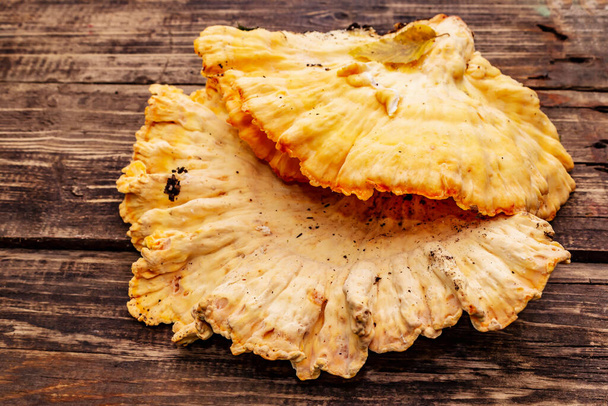 Laetiporus sulphureus, wild forest mushroom. Gourmet food, vintage wooden boards background, close up - Photo, Image