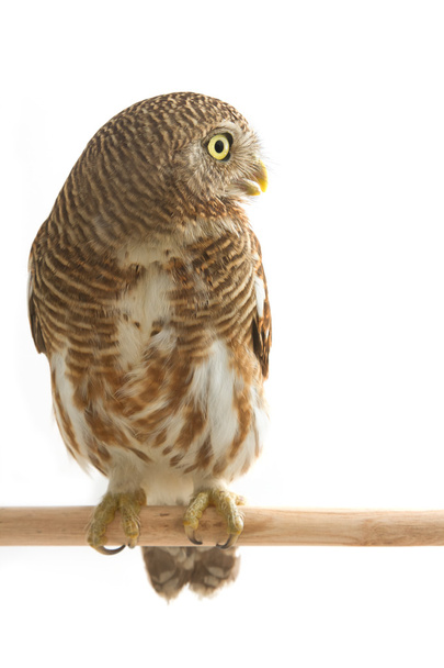 collared owlet - Foto, afbeelding