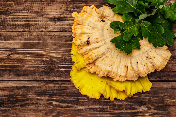 Laetiporus sulphureus, wild forest mushroom. Gourmet food, vintage wooden boards background, top view - Photo, Image