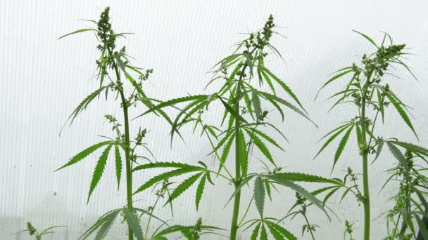 Marihuana kommerzieller Anbau, Gewächshaus, Ausrüstung für den Cannabisanbau. - Filmmaterial, Video