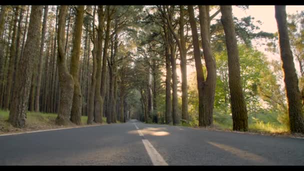 Carretera atravesando un bosque - Video, Çekim