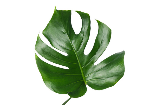 zielony liść palmowy izolowany na białym tle - Zdjęcie, obraz