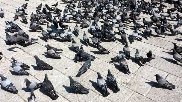 Kaldırımda bir güvercin sürüsü - Fotoğraf, Görsel