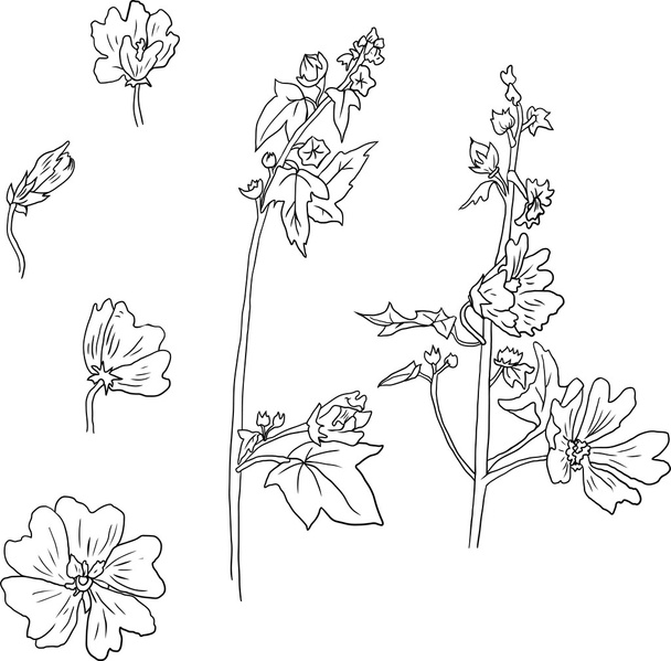 Set of line drawing mallow flowers - Vettoriali, immagini