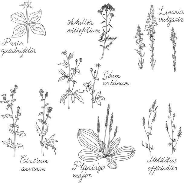 Set of line drawing herbs with Latin names - Vektor, Bild