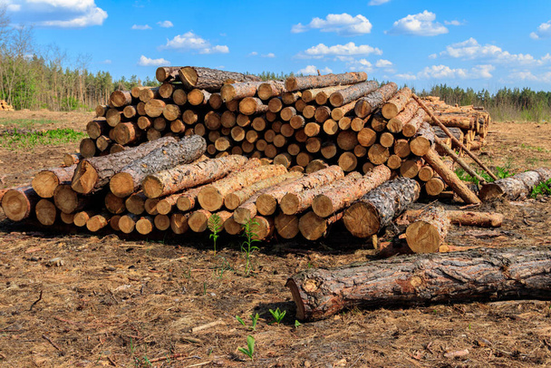 Упакованные стволы деревьев, срубленные лесозаготовкой в сосновом лесу - Фото, изображение