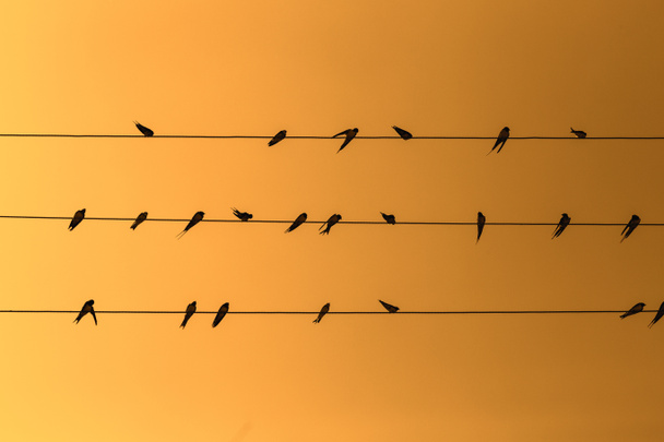 Swallows on electrical wire. Yellow background. - Photo, Image