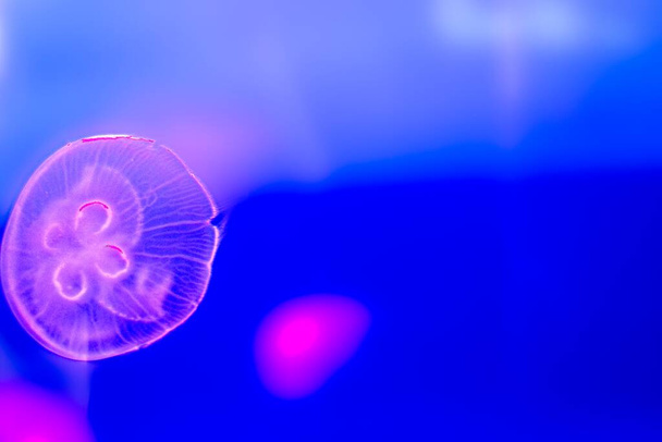Valencia / Spagna - 09 luglio 2019: meduse in acquario - Foto, immagini