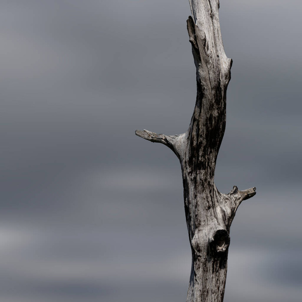 Одинокое дерево смерти крупным планом после лесного пожара, Национальный парк Жерес, Португалия
. - Фото, изображение