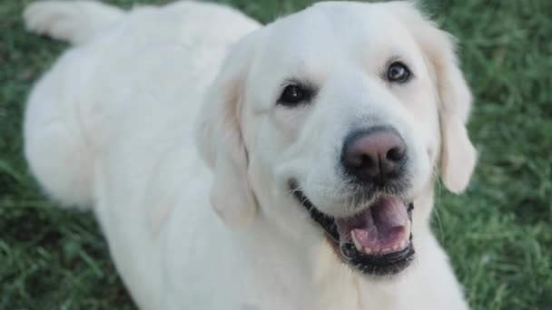 golden retriever dog rests on green garden meadow closeup - Video, Çekim