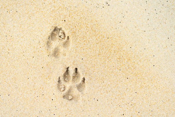 Hund Fußabdruck auf Sand Strand Hintergrund - Foto, Bild