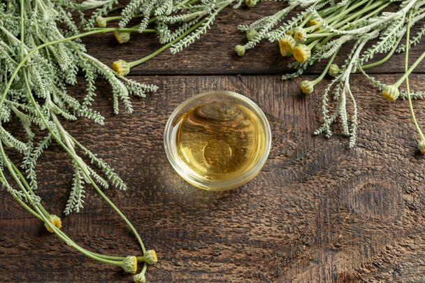 Olio essenziale in una ciotola, con pianta fresca di Santolina chamaecyparissus - Foto, immagini