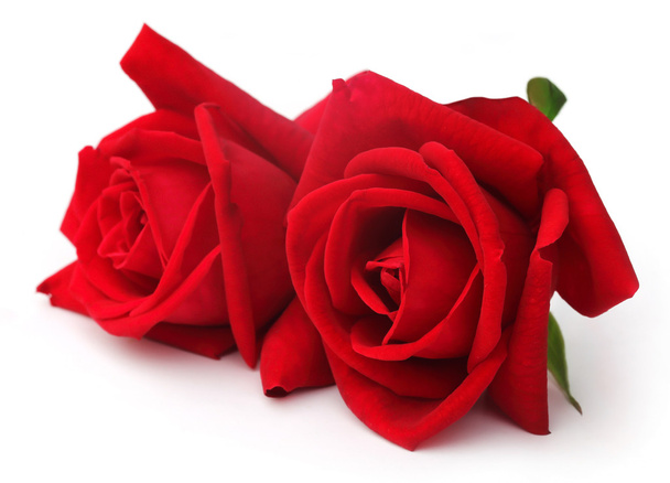 Par de rosas vermelhas
 - Foto, Imagem