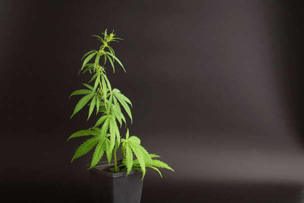 The green hemp Bush grows in a black pot from the ground. Black uniform background. The concept of growing cannabis. The horizontal orientation of the photo. Copy space - Photo, Image
