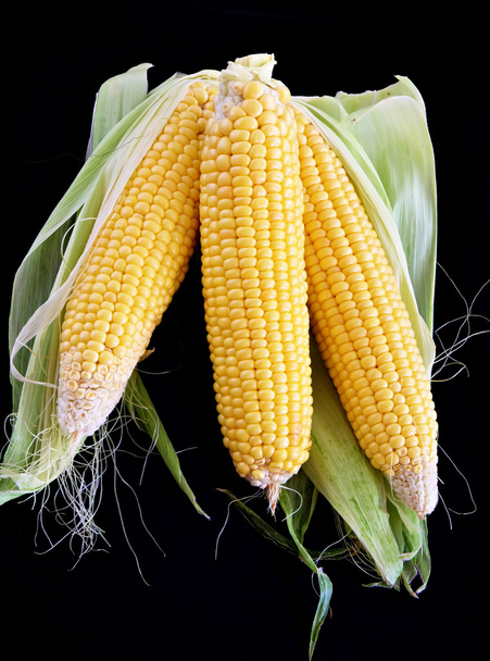 close-up of corn isolated organic vegetable food - Фото, изображение