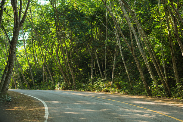 Road in tropical rainforests - Foto, Bild