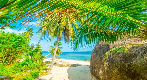 Palm trees on sea shore at beautiful sunny day. Image of tropical vacation and sunny happiness. Serene summer photo. - Photo, Image
