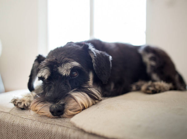 Cute dog Miniature schnauzer laying on sofa in living room in front of window - Photo, image