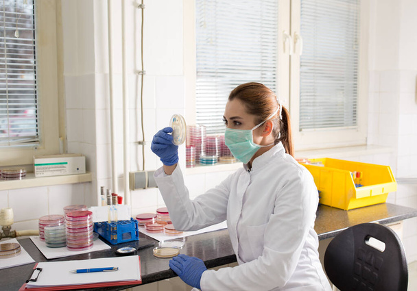 Bioloog met veiligheidskleding met petrischaaltje en bacteriën in het laboratorium - Foto, afbeelding