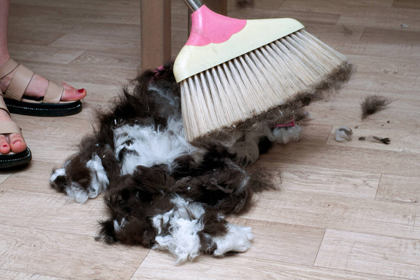 cleaning and sweeping the beauty salon for animals after grooming. trimmed hair wool after cutting dog - Foto, immagini