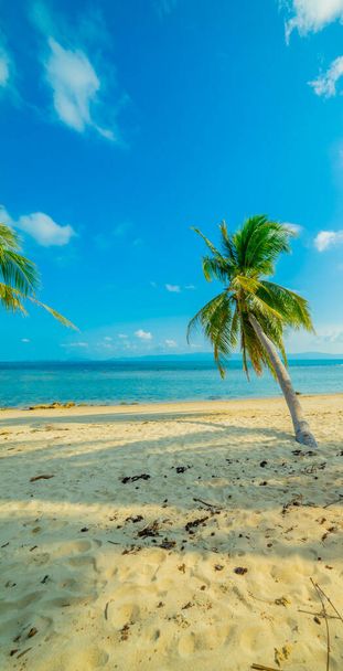 Paradise Sunny beach with palms and turquoise sea. Summer vacation and tropical beach concept. - Photo, Image