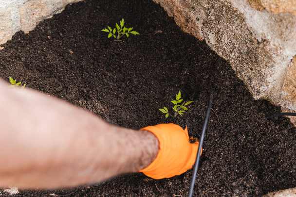 Tuinman handen planten kleine plant tomaat op achtertuin in de tuin - Foto, afbeelding