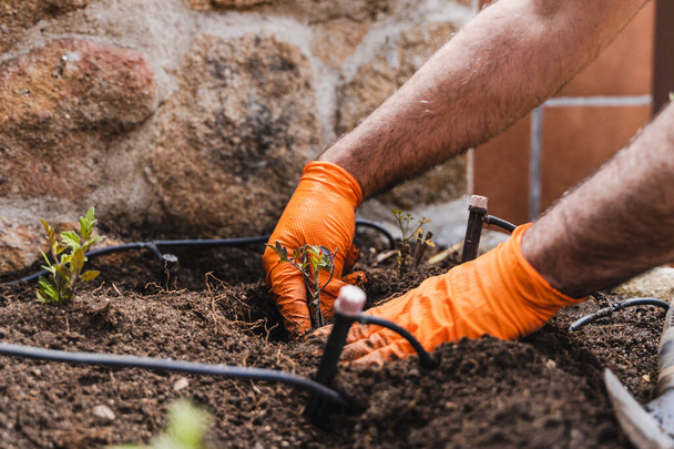 Gardener hands planting small plant tomato at back yard in garden - Φωτογραφία, εικόνα