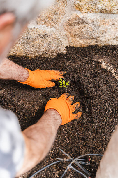 Gardener hands planting small plant tomato at back yard in garden - Fotografie, Obrázek