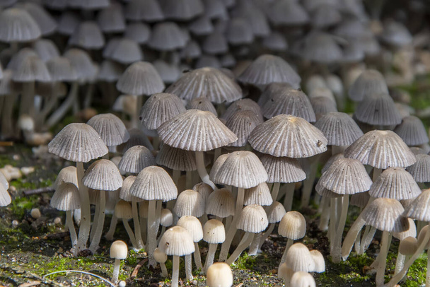 Giftige en hallucinogene paddenstoelen. Er groeien veel mycena schimmels in het bosgebied, en er is een gevaar voor vergiftiging. - Foto, afbeelding