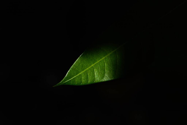 зеленый лист манго текстуры в темноте
 - Фото, изображение