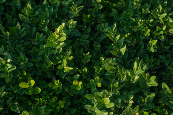 textuur van de groene struik van het park, close-up van bush bladeren, bovenaanzicht. Natuurlijke groene bladeren struik textuur. Mijn ruimte, leeg, patroon, natuurlijke achtergrond, behang - Foto, afbeelding