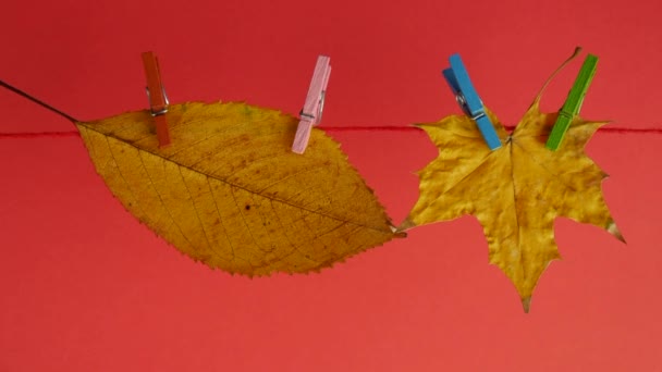 welke Blätter hängen an der Wäscheleine auf orangefarbenem Hintergrund - Filmmaterial, Video