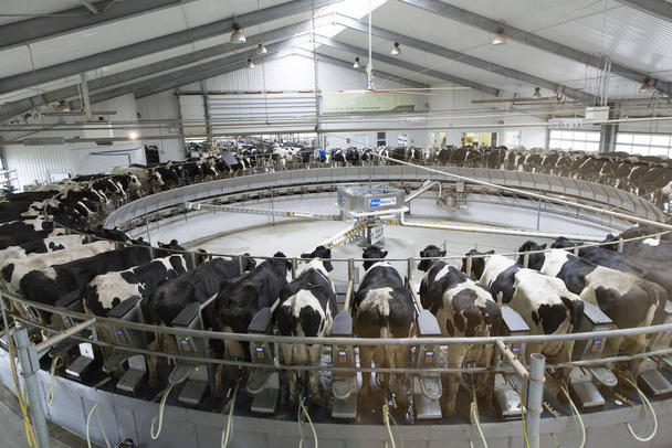 αγελάδες σε μια φάρμα - Φωτογραφία, εικόνα