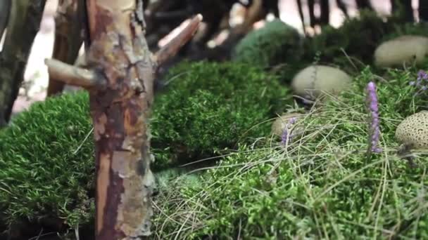 一般的なタンポポの綿毛または緑の苔で悪魔のスナッフ ボックス。no.02 - 映像、動画