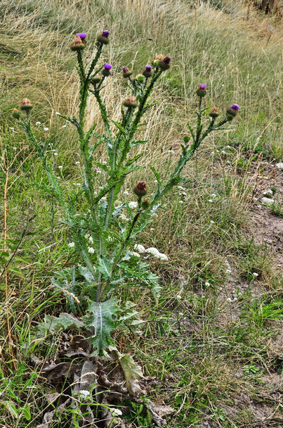 オノポルダムアカントニウムまたは綿のアザミの牧草地植物 - 写真・画像