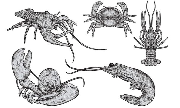 schaal-en schelpdieren set - Vector, afbeelding