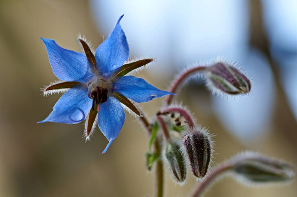 Isolated image of a borage plant,Scientific name Borago officinalis, which is photographed against a blurred background. - Photo, Image