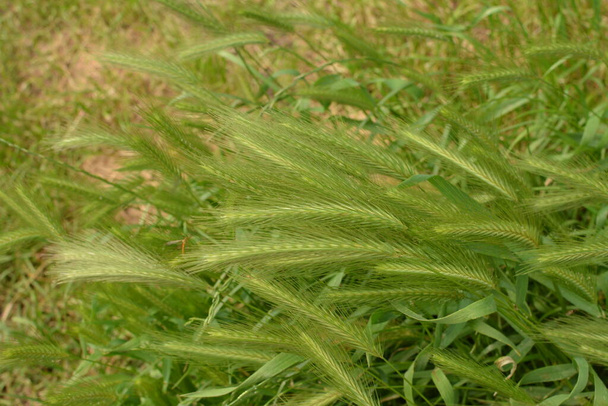 hordeum murinum aka настенный ячмень или ложный ячмень травы. Растения с шипами хвоста мыши, ячмень мыши. - Фото, изображение