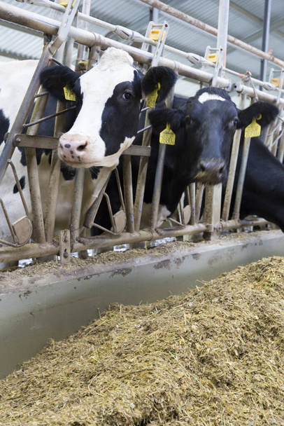 Vacas en una granja - Foto, Imagen