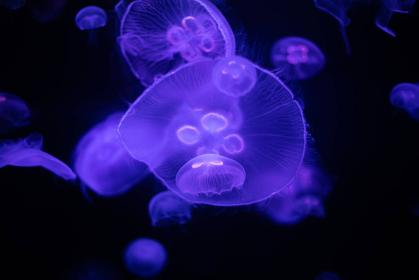 Medúzák a vízben, tengeri állatok koncepciója - Fotó, kép