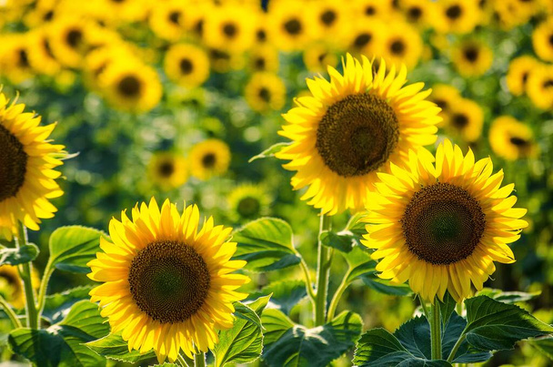 field of blooming sunflowers. Sunflower natural background. Sunflower blossoming close-up. Sunny summer day. Farming, harvesting concept. Selective focus image. - Photo, Image