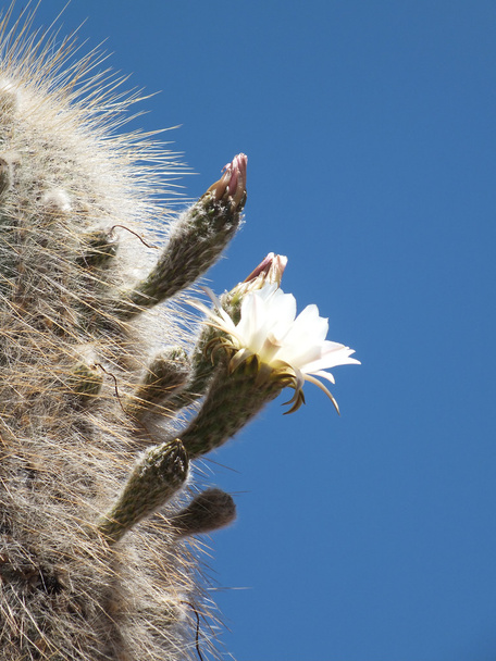 Echinopsis atacamensis flor de cactus
 - Foto, Imagen