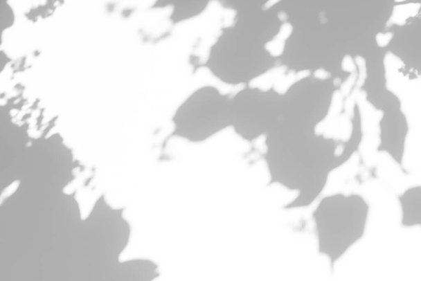 Effet de superposition flou pour effets photo lumière naturelle. Ombres grises de tilleuls qui fleurissent sur un mur blanc. Contexte abstrait du concept de nature neutre pour la présentation du design.  - Photo, image