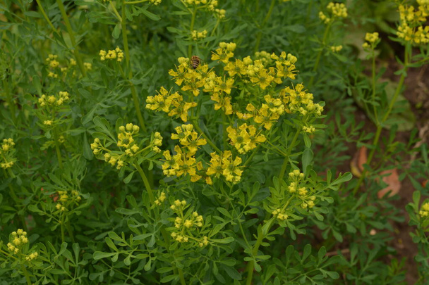 Ruta κοινώς γνωστή ως rue Ruta graveolens rue ή common rue. Κίτρινα λουλούδια του Ruta graveolens (κοινή rue ή βότανο της χάριτος) στον καλοκαιρινό κήπο. Η καλλιέργεια φαρμακευτικών φυτών στον κήπο. - Φωτογραφία, εικόνα