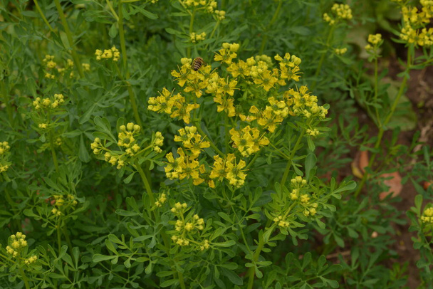 Ruta běžně známý jako rue Ruta graveolens rue nebo common rue. Žluté květy Ruta graveolens (obyčejný rue nebo bylina milosti) v letní zahradě. Pěstování léčivých rostlin v zahradě. - Fotografie, Obrázek