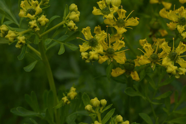 Ruta κοινώς γνωστή ως rue Ruta graveolens rue ή common rue. Κίτρινα λουλούδια του Ruta graveolens (κοινή rue ή βότανο της χάριτος) στον καλοκαιρινό κήπο. Η καλλιέργεια φαρμακευτικών φυτών στον κήπο. - Φωτογραφία, εικόνα