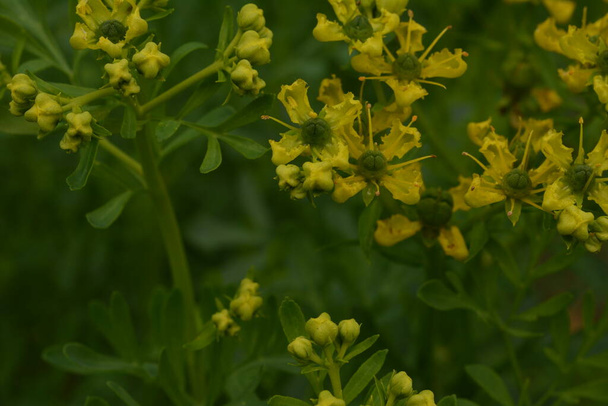 ルタは一般的にrue Ruta graveolens rueまたはCommon rueとして知られている。夏の庭にあるルタ・グラボレン(一般的なrueまたは草本)の黄色の花。庭の薬用植物の栽培. - 写真・画像