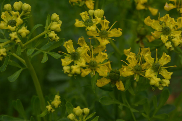 Ruta közismert nevén rue Ruta graveolens rue vagy közönséges rue. Sárga virágok a Ruta graveolens (közönséges rue vagy gyógynövény a kegyelem) a nyári kertben. Gyógynövények termesztése a kertben. - Fotó, kép