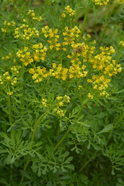 Ruta namı diğer Rue Ruta Graveolens Rue veya Rue. Ruta mezarlıklarının sarı çiçekleri (sık rastlanan bir çiçek) yaz bahçesinde. Bahçedeki tıbbi bitkilerin yetiştirilmesi.. - Fotoğraf, Görsel